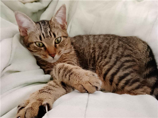 Gato para adoção Fêmea Pequeno 7 a 11 meses