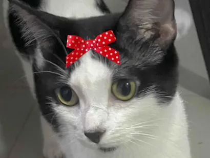 Gato SRD-ViraLata Pequeno 1-ano