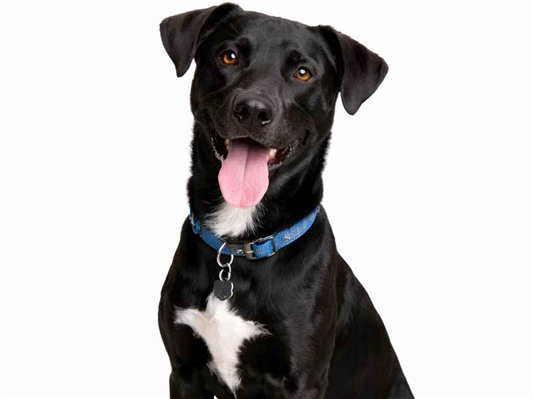 Cachorro cão para adoção Macho Médio  7 a 11 meses 