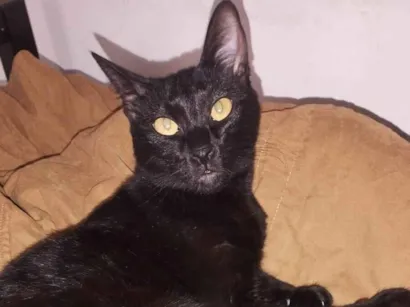 Gato SRD-ViraLata Medio 1-ano