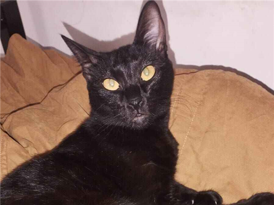 Gato para adoção Fêmea Médio 1 ano