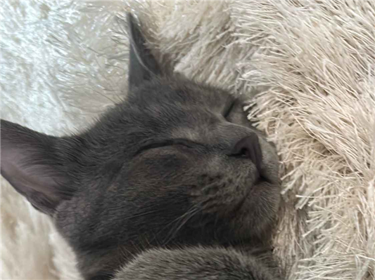 Gato para adoção Fêmea Pequeno 2 a 6 meses