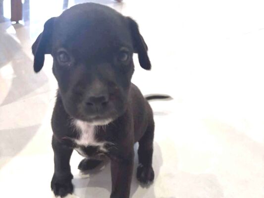 Cachorro cão para adoção Macho Pequeno 2 a 6 meses 