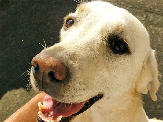 Cachorro cão para adoção Fêmea Grande 6 anos Acima 