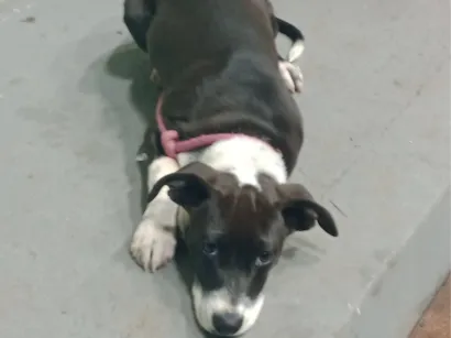 Cao Pit-Bull Pequeno 2-a-6-meses