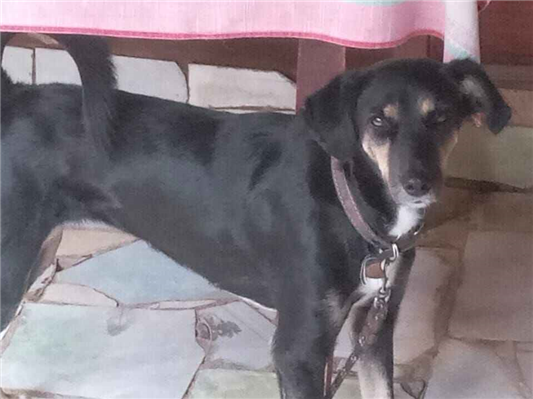 Cachorro cão para adoção Fêmea Médio  3 anos 