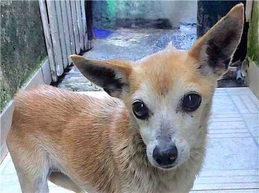 Cachorro cão para adoção Fêmea Pequeno 6 anos Acima 