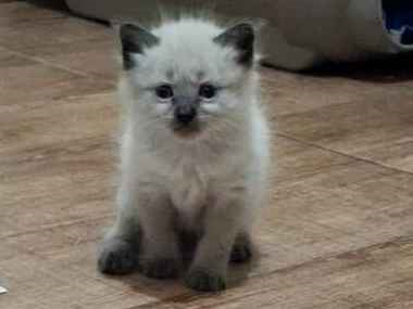Gato para adoção Fêmea Pequeno Abaixo de 2 meses