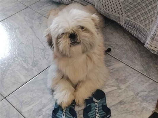 Cachorro cão para adoção Macho Pequeno 4 anos 