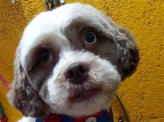 Cachorro cão para adoção Macho Pequeno 6 anos Acima 