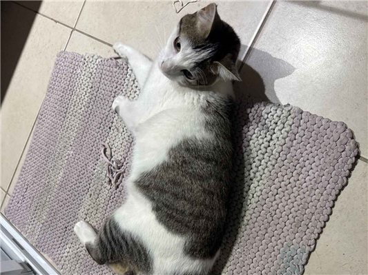 Gato para adoção Fêmea Médio 7 a 11 meses