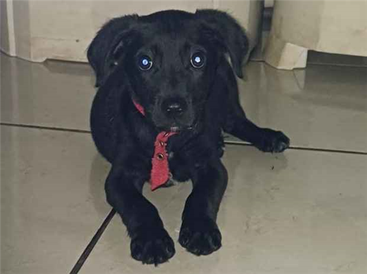 Cachorro cão para adoção Macho Médio  2 a 6 meses 