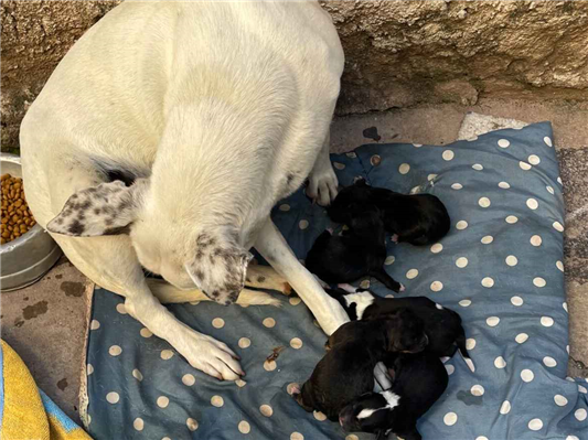 Cachorro cão para adoção Ambos Pequeno Abaixo de 2 meses 