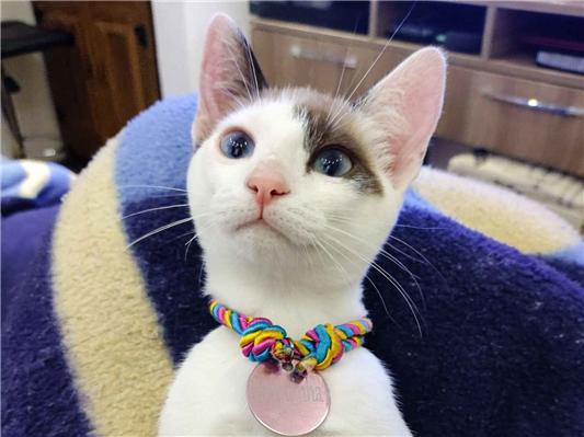 Gato para adoção Fêmea Pequeno 7 a 11 meses