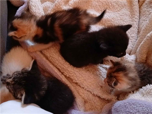 Gato para adoção Ambos Pequeno Abaixo de 2 meses