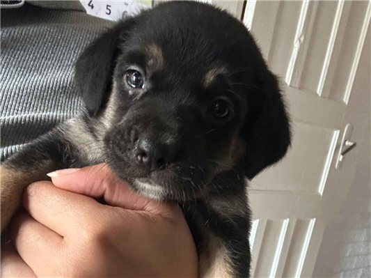 Cachorro cão para adoção Fêmea Médio  2 a 6 meses 