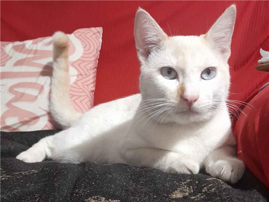 Gato para adoção Macho Médio 2 a 6 meses