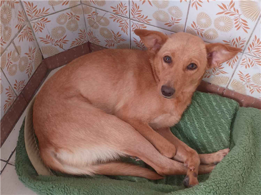 Cachorro cão para adoção Fêmea Médio  4 anos 