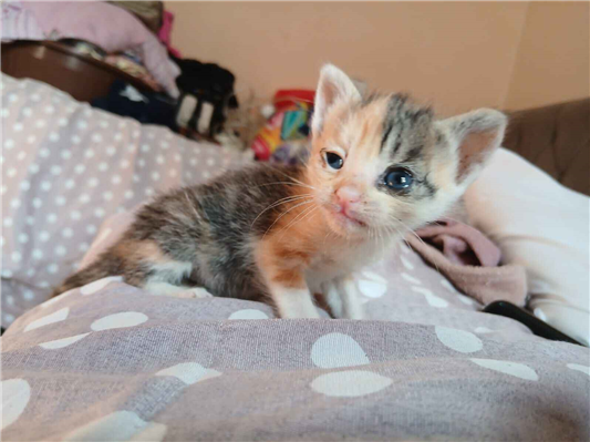 Gato para adoção Ambos Pequeno Abaixo de 2 meses