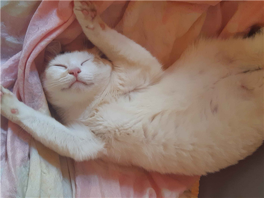 Gato para adoção Fêmea Médio 4 anos