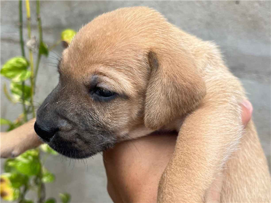 Cachorro cão para adoção Ambos Médio  Abaixo de 2 meses 