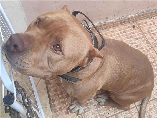 Cachorro cão para adoção Macho Grande 3 anos 