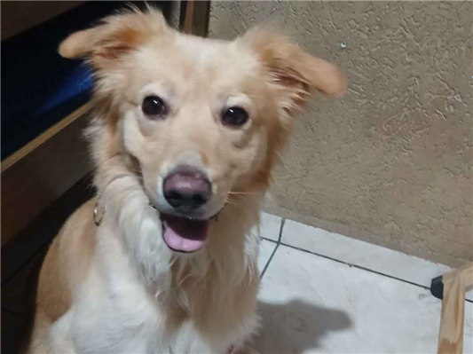 Cachorro cão para adoção Macho Médio  2 anos 