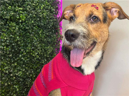 Cachorro cão para adoção Fêmea Médio  1 ano 