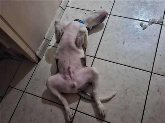 Cachorro cão para adoção Macho Médio  7 a 11 meses 