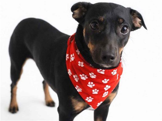 Cachorro cão para adoção Fêmea Pequeno 1 ano 