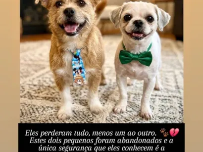 Cao Shitzu Pequeno 2-anos