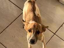 Cachorro cão para adoção Macho Médio  2 a 6 meses 