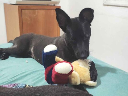 Cachorro cão para adoção Macho Pequeno 7 a 11 meses 