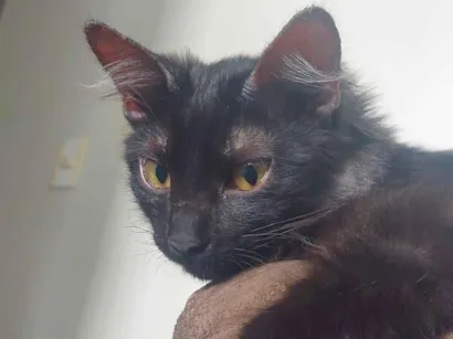 Gato SRD-ViraLata Pequeno 2-a-6-meses