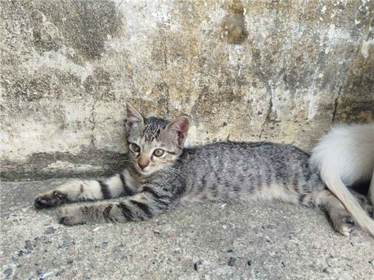 Gato para adoção Fêmea Pequeno 2 a 6 meses