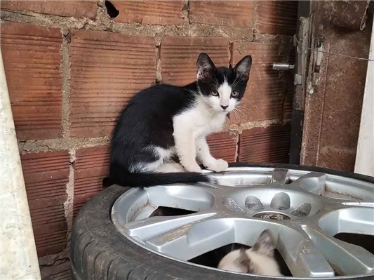 Gato para adoção Ambos Pequeno 2 a 6 meses