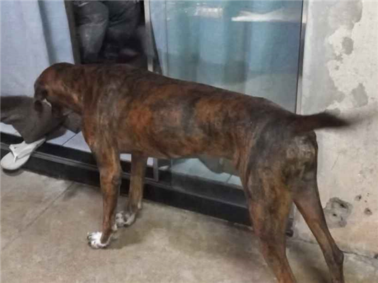 Cachorro cão para adoção Macho Grande 3 anos 