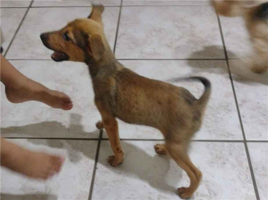Cachorro cão para adoção Macho Pequeno 2 a 6 meses 