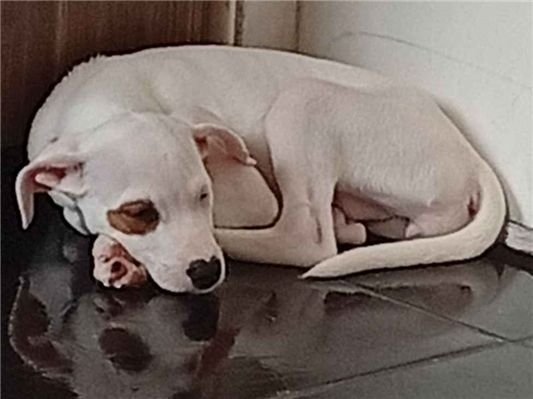 Cachorro cão para adoção Fêmea Pequeno 2 a 6 meses 