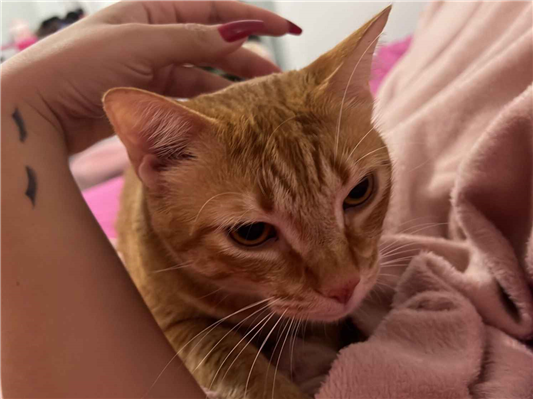 Gato para adoção Ambos Grande 2 a 6 meses