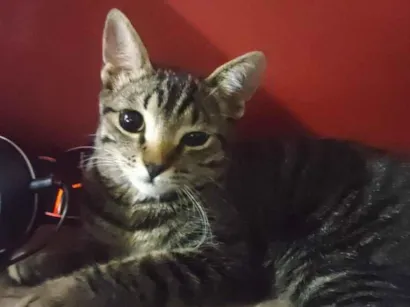 Gato SRD-ViraLata Pequeno 1-ano