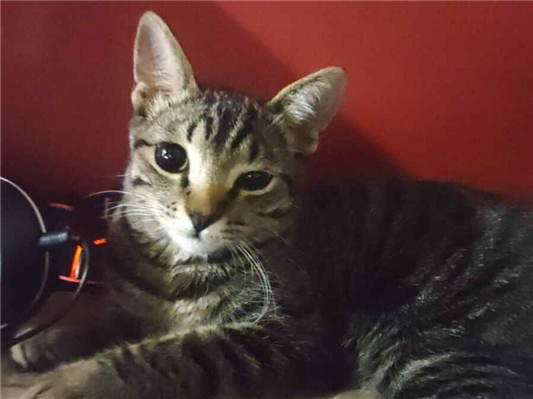 Gato para adoção Fêmea Pequeno 1 ano