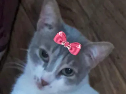 Gato SRD-ViraLata Pequeno 7-a-11-meses