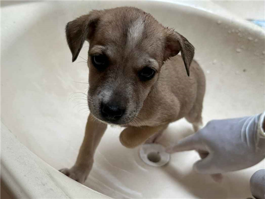 Cao - Ambos Médio2 a 6 meses