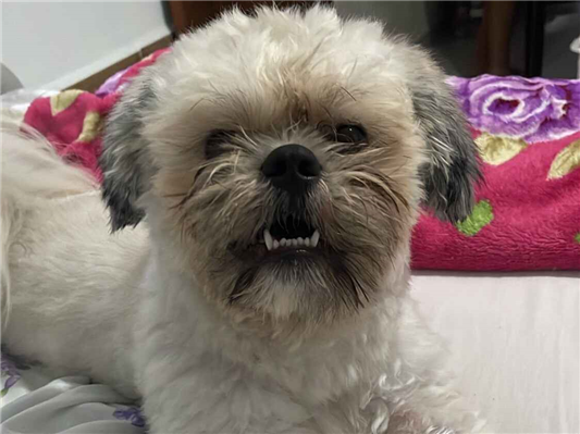 Cachorro cão para adoção Macho Pequeno 1 ano 