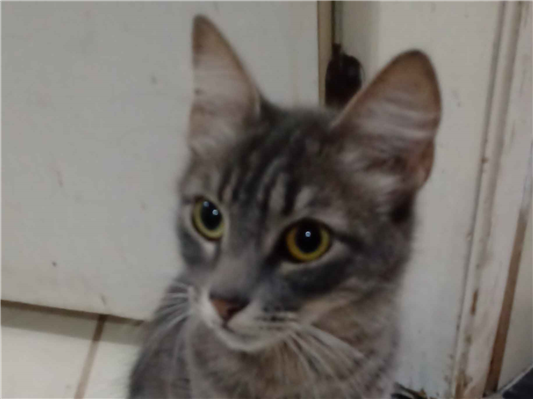 Gato para adoção Fêmea Pequeno 1 ano