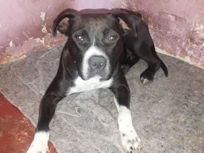 Cao Pit-Bull Medio 4-anos