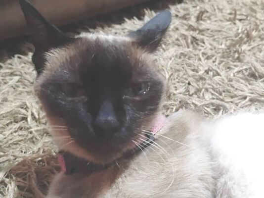 Gato - Fêmea Pequeno1 ano