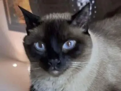 Gato Siamês Pequeno 5-anos