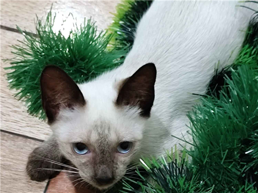 Gato para adoção Macho Pequeno 2 a 6 meses